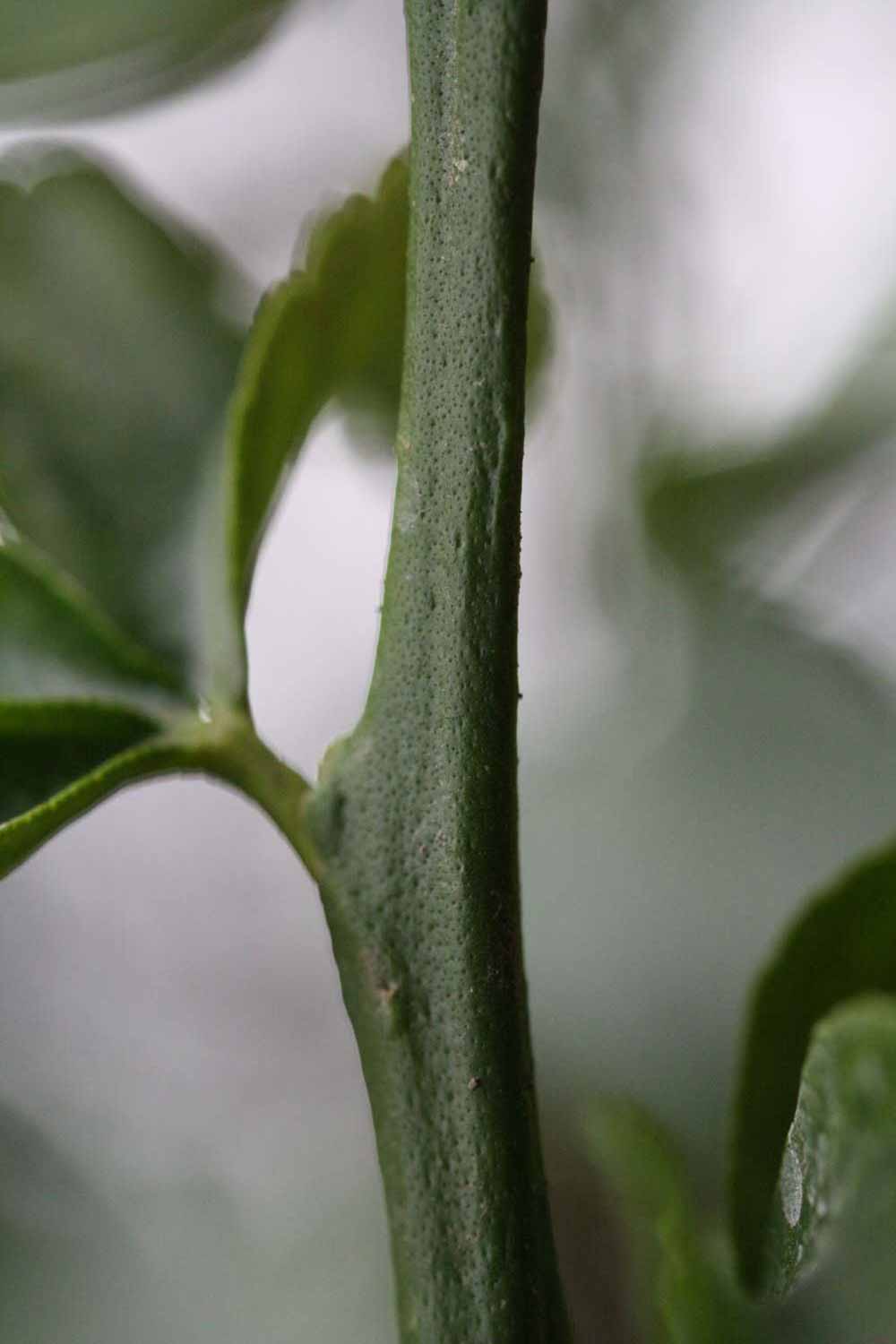 First year twig (Riverside, CA)       